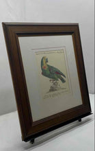 Load image into Gallery viewer, Saverio Manetti Blue-Fronted Amazon Parrot Print Framed Wall Decor Art