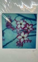 Load image into Gallery viewer, Crescent Matted Photograph Of Impala Lily Flowers It's Not Painting