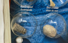 Load image into Gallery viewer, Toys Rus Edu Science Collectibles Collection Authentic Fossil Kit
