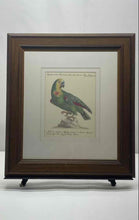 Load image into Gallery viewer, Saverio Manetti Blue-Fronted Amazon Parrot Print Framed Wall Decor Art