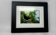 Load image into Gallery viewer, Real Framed Butterfly Mourning Cloak Spring Print For Home Decor
