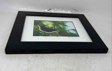 Load image into Gallery viewer, Real Framed Butterfly Mourning Cloak Spring Print For Home Decor