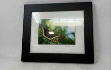 Load image into Gallery viewer, Real Framed Butterfly Mourning Cloak Spring Print For Home Decor
