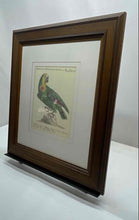 Load image into Gallery viewer, Saverio Manetti Blue-Fronted Amazon Parrot Print Framed Wall Decor Art

