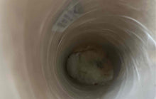 Load image into Gallery viewer, UGG Womens Classic Tall II Beige Leather Pull On Mid-Calf Snow Boots Size 6W
