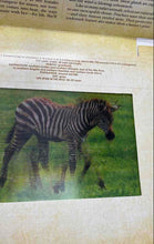 Load image into Gallery viewer, Safari A Photicular Illustrated Hardcover Book By Dan Kainen And Carol Kaufmann
