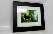 Load image into Gallery viewer, Real Framed Butterfly Mourning Cloak Spring Print For Home Decor
