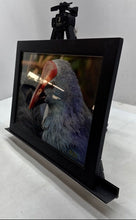 Load image into Gallery viewer, Gray Headed Swamphen Majestic Bird Framed Wall Art Print Signed By M. Bach

